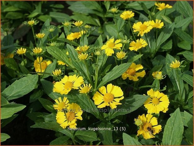 Helenium 'Kugelsonne' | Zonnekruid