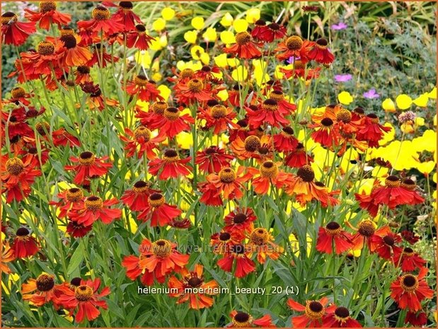 Helenium 'Moerheim Beauty' | Zonnekruid | Sonnenbraut