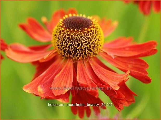 Helenium 'Moerheim Beauty' | Zonnekruid | Sonnenbraut