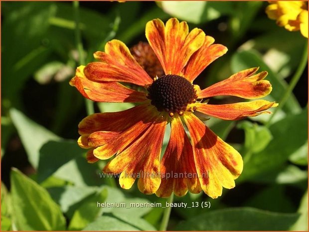 Helenium 'Moerheim Beauty' | Zonnekruid | Sonnenbraut