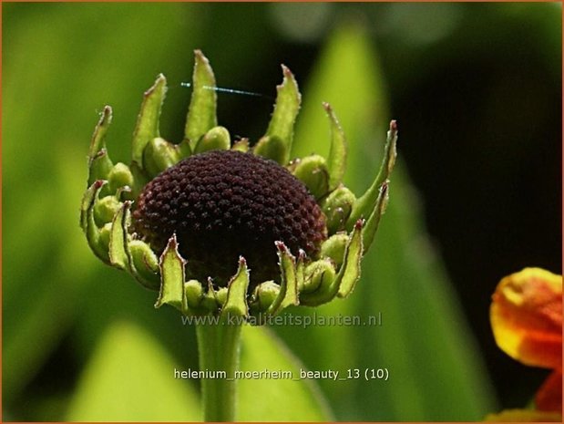 Helenium 'Moerheim Beauty' | Zonnekruid | Sonnenbraut