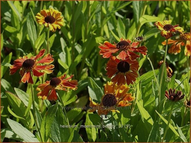 Helenium 'Moerheim Beauty' | Zonnekruid | Sonnenbraut