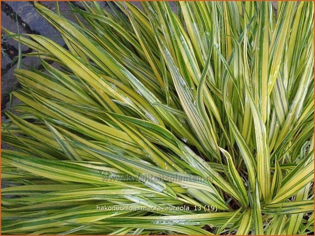 Hakonechloa macra 'Aureola' | Japans bosgras, Japans siergras | Berggras | Forest Grass