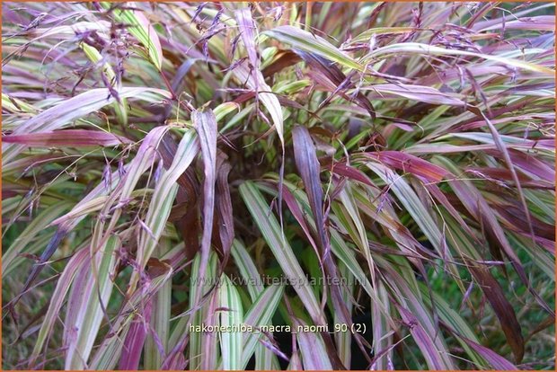 Hakonechloa macra 'Naomi' | Japans siergras