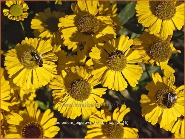 Helenium bigelovii 'The Bishop' | Zonnekruid