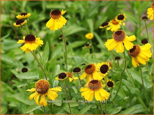 Helenium bigelovii 'The Bishop' | Zonnekruid