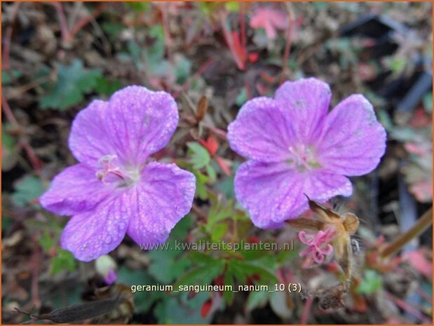 Geranium sanguineum 'Nanum' | Ooievaarsbek
