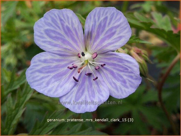 Geranium pratense 'Mrs Kendall Clark' | Beemdooievaarsbek, Ooievaarsbek, Tuingeranium