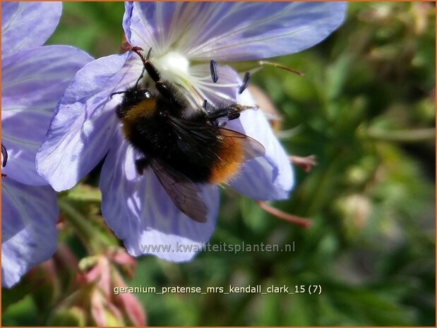 Geranium pratense 'Mrs Kendall Clark' | Beemdooievaarsbek, Ooievaarsbek, Tuingeranium