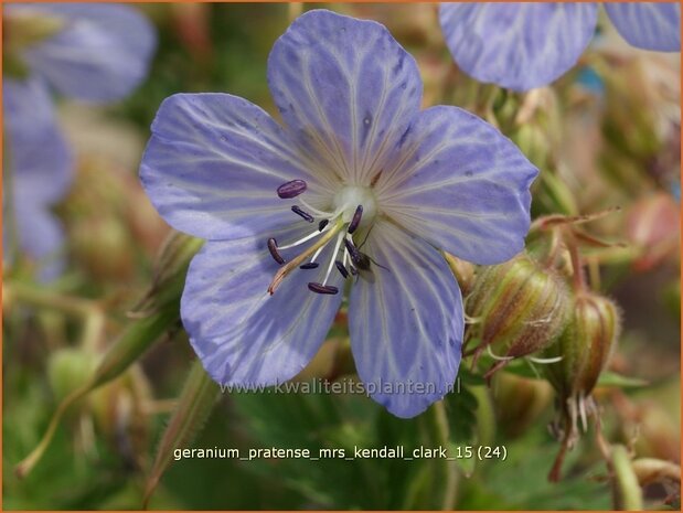 Geranium pratense 'Mrs Kendall Clark' | Beemdooievaarsbek, Ooievaarsbek, Tuingeranium