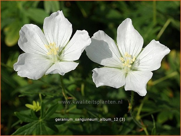 Geranium sanguineum 'Album' | Ooievaarsbek