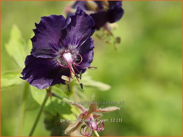 Geranium phaeum 'Raven' | Ooievaarsbek