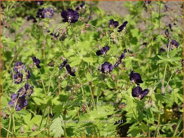 Geranium phaeum 'Raven' | Ooievaarsbek