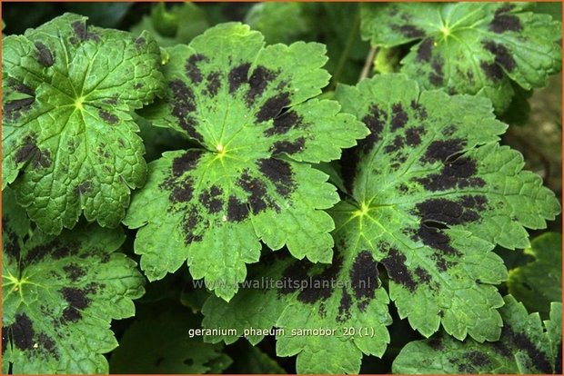 Geranium phaeum 'Samobor' | Ooievaarsbek