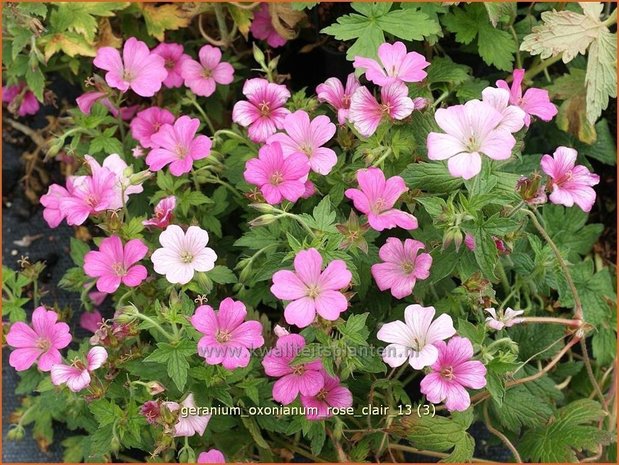 Geranium oxonianum 'Rose Clair' | Ooievaarsbek