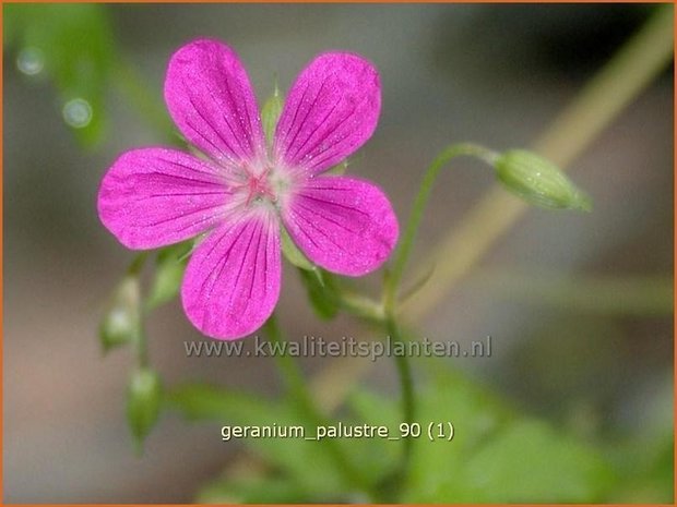 Geranium palustre | Ooievaarsbek, Moerasooievaarsbek