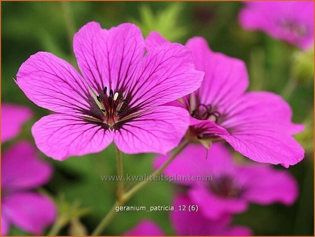 Geranium 'Patricia' | Ooievaarsbek