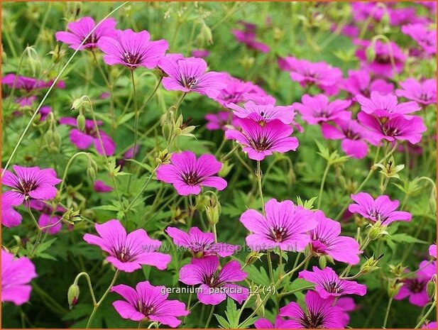 Geranium 'Patricia' | Ooievaarsbek