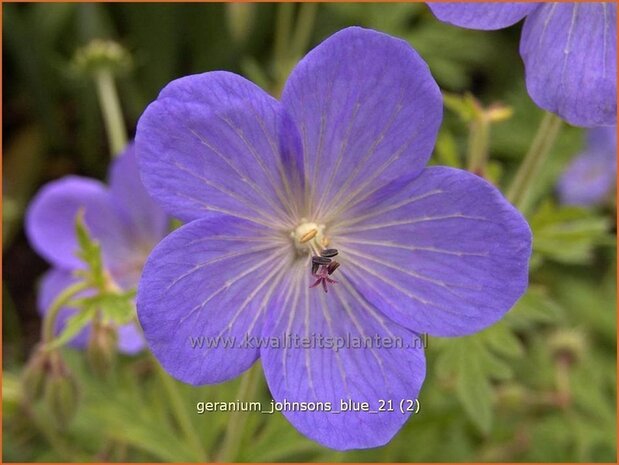 Geranium 'Johnson's Blue' | Ooievaarsbek