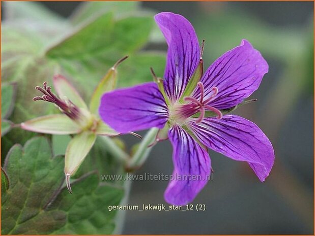 Geranium 'Lakwijk Star' | Ooievaarsbek