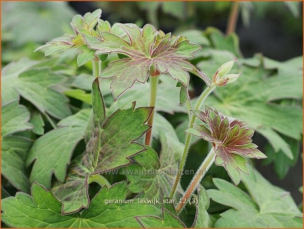 Geranium 'Lakwijk Star' | Ooievaarsbek