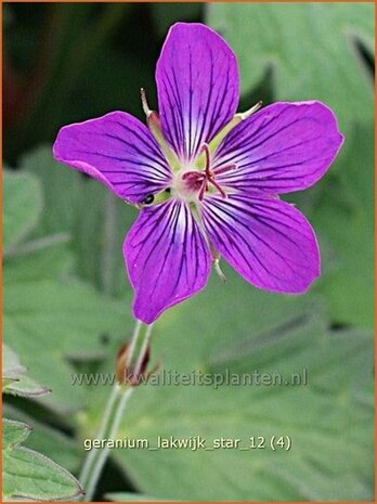 Geranium 'Lakwijk Star' | Ooievaarsbek