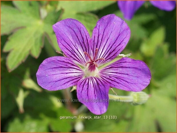 Geranium 'Lakwijk Star' | Ooievaarsbek