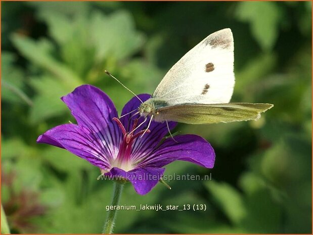 Geranium 'Lakwijk Star' | Ooievaarsbek