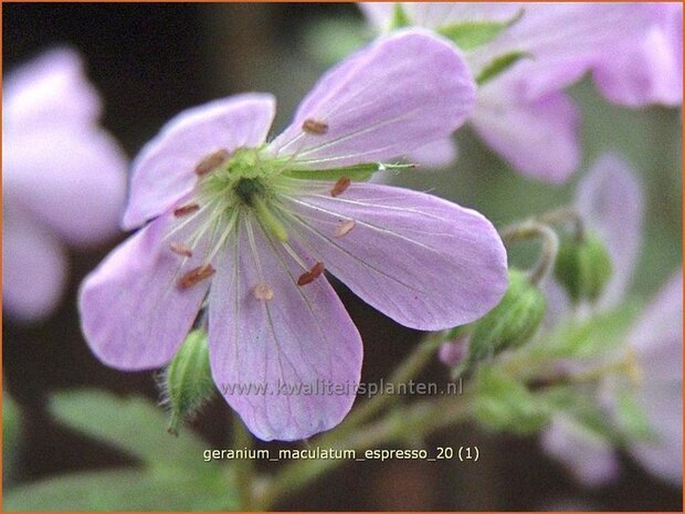 Geranium maculatum 'Espresso' | Ooievaarsbek