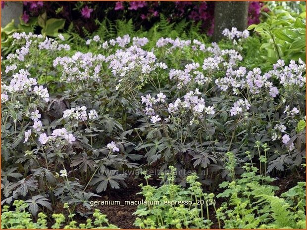 Geranium maculatum 'Espresso' | Ooievaarsbek