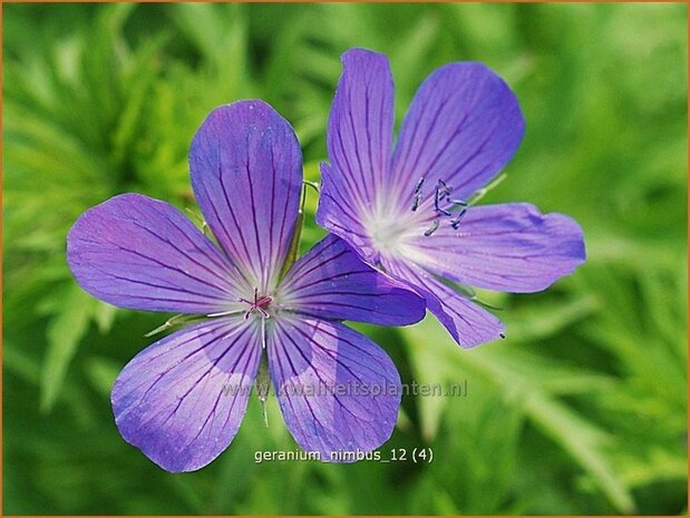 Geranium 'Nimbus' | Ooievaarsbek, Tuingeranium | Storchschnabel