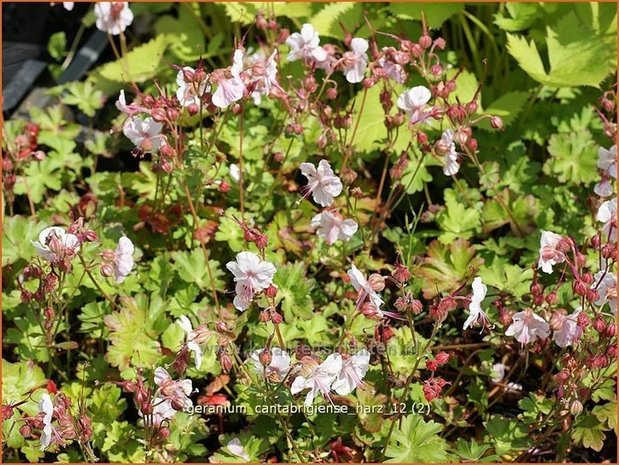 Geranium cantabrigiense 'Harz' | Ooievaarsbek