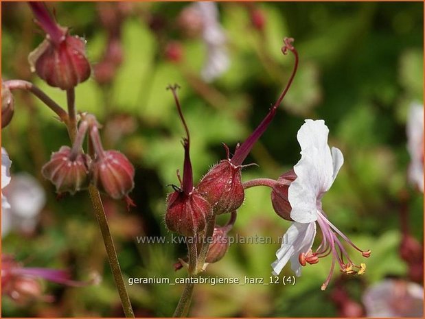 Geranium cantabrigiense 'Harz' | Ooievaarsbek