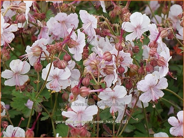 Geranium cantabrigiense 'Harz' | Ooievaarsbek