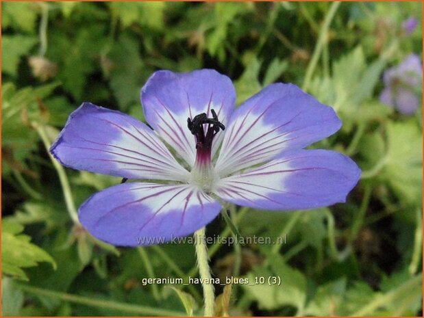 Geranium 'Havana Blues' | Ooievaarsbek