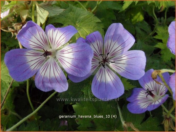 Geranium 'Havana Blues' | Ooievaarsbek