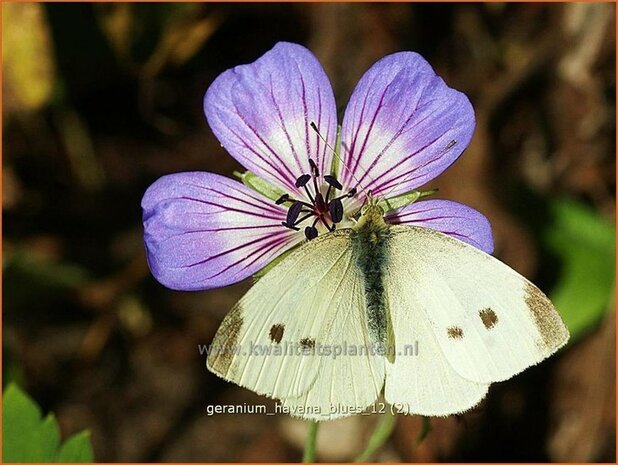 Geranium 'Havana Blues' | Ooievaarsbek