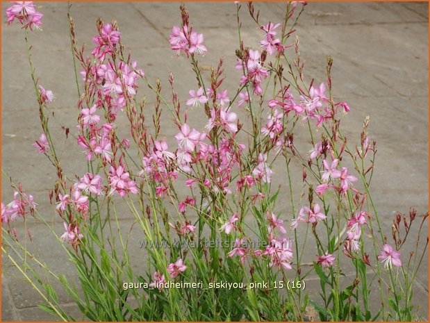 Gaura lindheimeri 'Siskiyou Pink' | Prachtkaars, Vlinderkruid