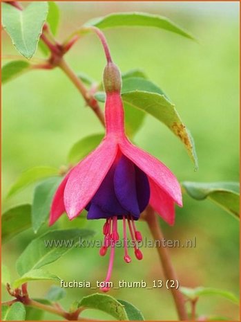 Fuchsia 'Tom Thumb' | Bellenplant