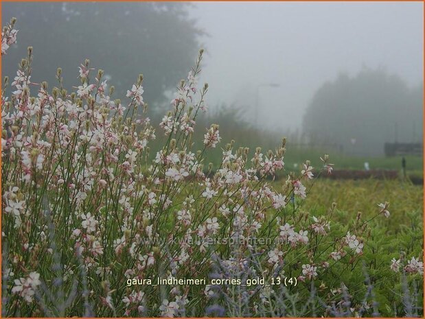 Gaura lindheimeri 'Corrie's Gold' | Prachtkaars
