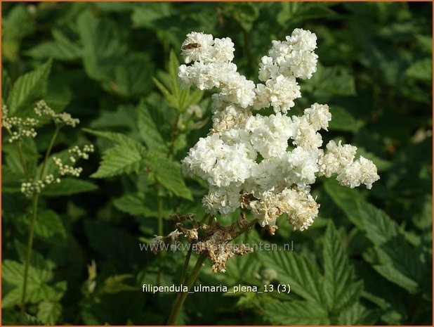 Filipendula ulmaria 'Plena' | Moerasspirea, Spirea | Sumpf-M&auml;des&uuml;&szlig;