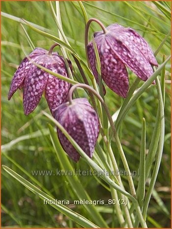 Fritillaria meleagris | Kievitsei