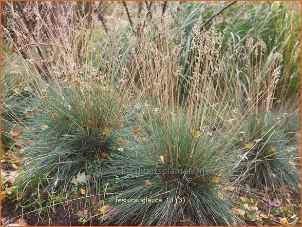 Festuca glauca | Hard zwenkgras, Blauw schapengras