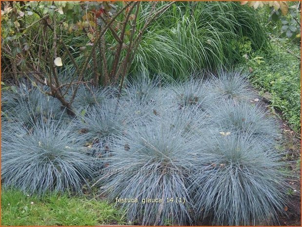 Festuca glauca | Hard zwenkgras, Blauw schapengras