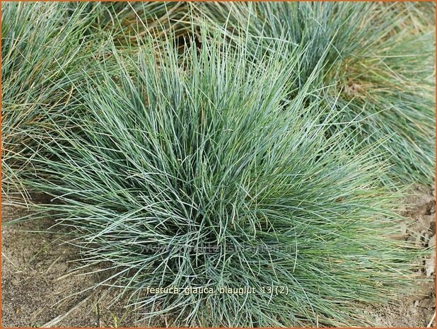 Festuca glauca 'Blauglut' | Hard zwenkgras, Blauw schapengras