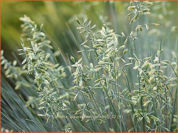 Festuca glauca 'Zwergenkonig' | Hard zwenkgras, Blauw schapengras