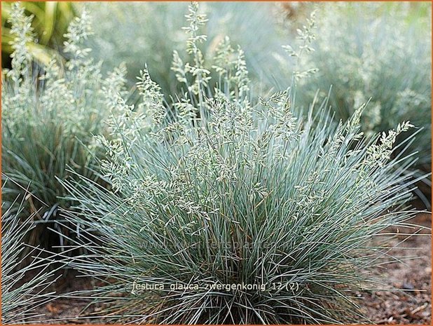 Festuca glauca 'Zwergenkonig' | Hard zwenkgras, Blauw schapengras
