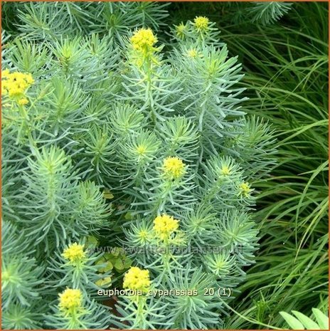 Euphorbia cyparissias | Wolfsmelk, Cipreswolfsmelk