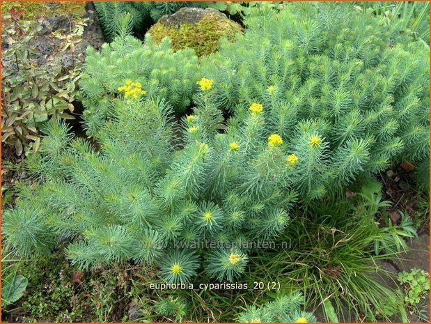 Euphorbia cyparissias | Wolfsmelk, Cipreswolfsmelk