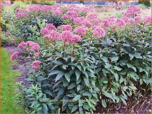 Eupatorium maculatum 'Riesenschirm' | Gevlekt leverkruid, Koninginnekruid, Leverkruid | Gefleckter Wasserdost | S